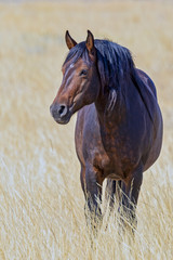 "Stallion In Gold"