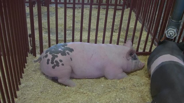 Hog lying in sawdust in the livestock barn at a county fair.