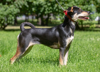 dog in the summer outdoors for a walk