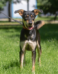 dog in the summer outdoors for a walk