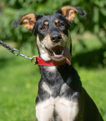 dog in the summer outdoors for a walk