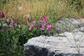 Obraz premium Flowers near boulder