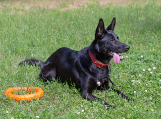 German Shepherd dog on in the summer outdoors for a walk