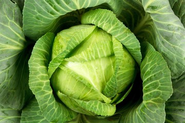 Green Cabbage - Close Up