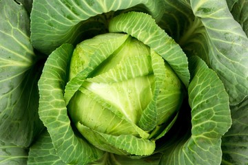 Fototapeta premium Green Cabbage - Close Up