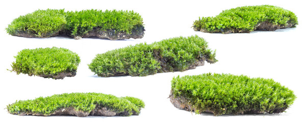 Green moss isolated on white background close up..