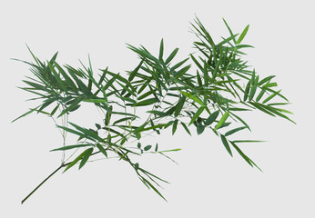 Obraz premium bamboo isolated on gray background with clipping path