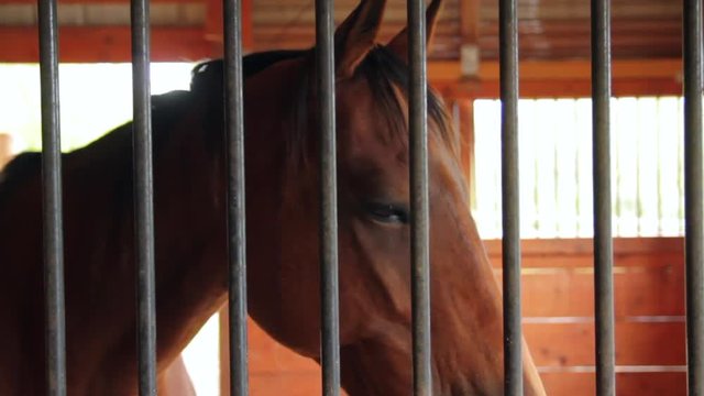 Slow motion brown horse in stable