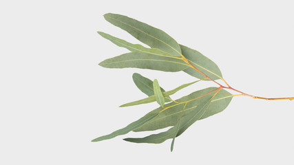 eucalyptus isolated on gray background with clipping path.