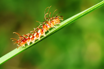 Caterpillar. in Southeast Asia,thailand
