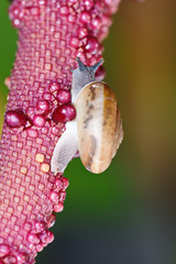Lovely little snail in the grass in the morning, macro.  on a green background in nature.