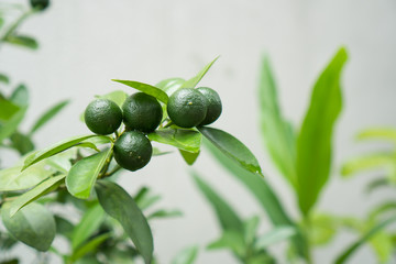 a tree that bears calamansi fruit