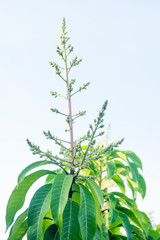 close up of a flowering agriculture mango grove.
