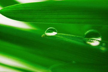 water drop on leaf