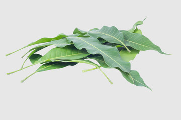 Green leaves of mango isolated on gray background, clipping path.