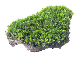 Green moss isolated on white background close up..