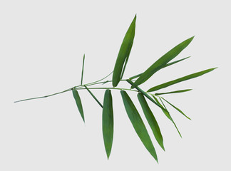 bamboo isolated on gray background with clipping path