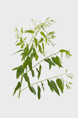 eucalyptus isolated on gray background with clipping path.