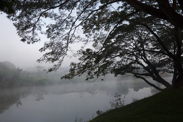 River and tree on the early morning