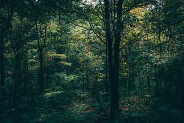 Fototapeta na wymiar walkway in mysterious forest. color effect dark.