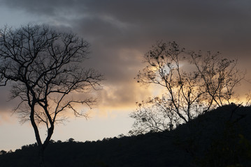 tree at sunset