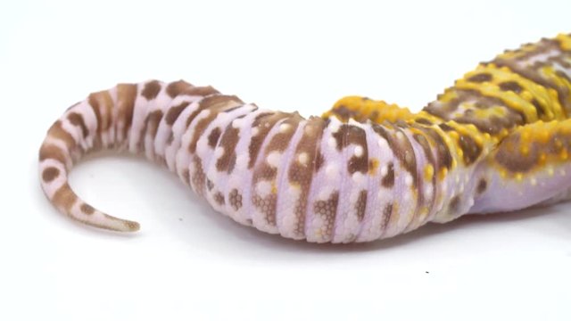 Close-up of a fat, healthy leopard gecko tail, then gecko walks through frame against a white background