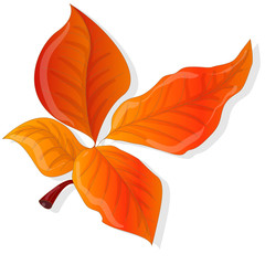 leaf autumn colorful vector illustration set