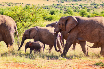 Elephant Group in Africa