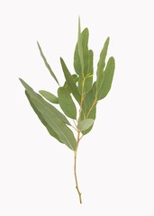 Fototapeta premium eucalyptus isolated on gray background with clipping path.