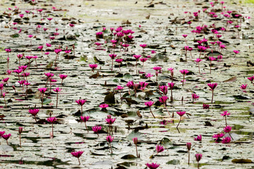 Beautiful water lilies in a pond in Sukhothai, Thailanda