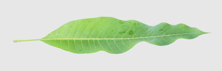 Green leaves of mango isolated on gray background, clipping path.