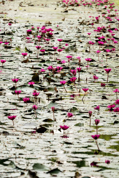 Beautiful water lilies in a pond in Sukhothai, Thailanda