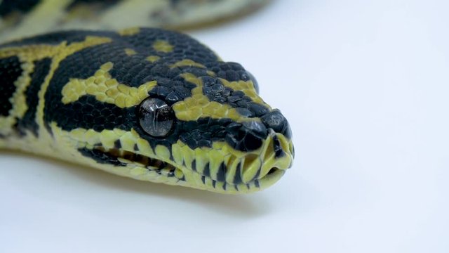 Macro close-up of a ball python snake's face as it notices prey