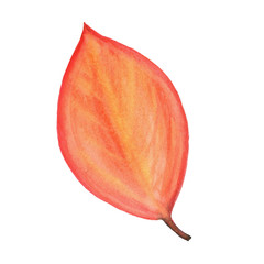 осенние листья акварели - 223299203