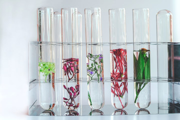Small plants in test tube for biotechnology medicine research.