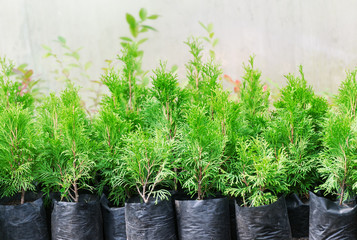 Garden shop. A row of thuja and juniper in pots offered for sale