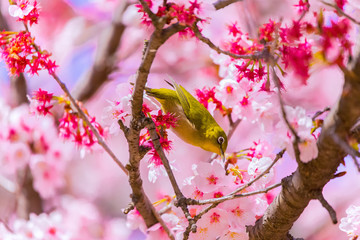 Japanese White-eye.The back is cherry blossoms(Japanese name is Kanzakura). Located in Tokyo Prefecture Japan.