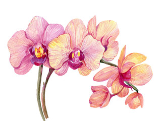Fototapeta na wymiar Branch pink Orchid. Watercolor hand painting. Isolated flower on white background
