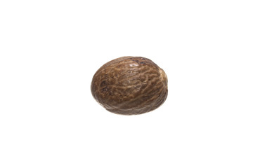 chestnut isolated on white background