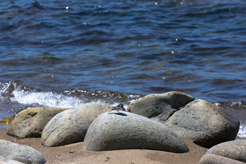 White Wagtail.Cape Stolbchaty. Cape on the west coast of the island of Kunashir. It is composed of layers of basaltic lavas of the Mendeleyev volcano.
