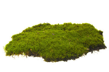 moss isolated on white background