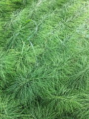 Green forest grass background