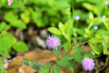 Fototapeta premium Mimosa flowers blooming in the morning to look beautiful