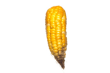 corn isolated on white background