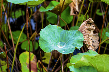 Drops of water on the lotus leaf the morning watch beautiful