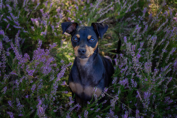 Zwergpinscher Hund in Mehlinger Heide im Sommer bei Sonnenschein