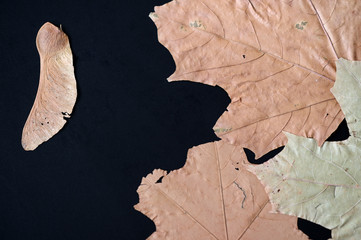 Dry autumn leaves as a background close up