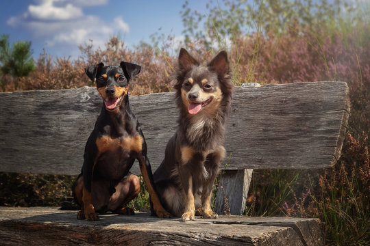 Hunde hund zwergpinscher chihuahua sitzen auf bank in der mehlinger heide im sommer bei sonnenschein
