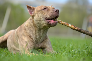 American pit bull terrier
