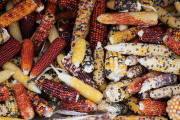 Hintergrund bunter Ziermais kurz nach der Ernte im Herbst